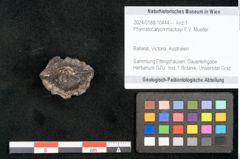 Foto (Objekt + Etikett) von Phymatocaryon mackayi F.V. Mueller (NHMW-GEO-2024-0188-10444)
